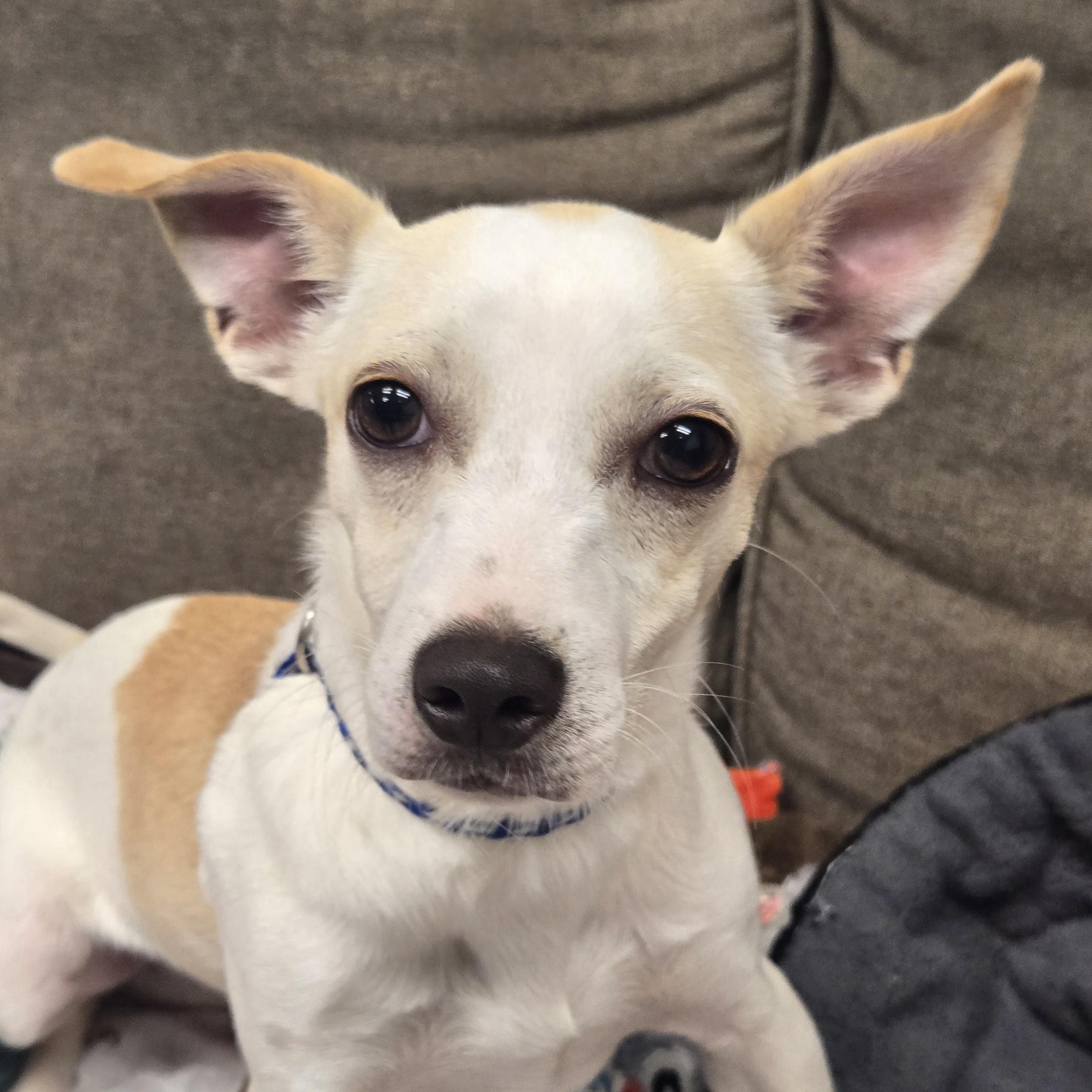 Ritz, Adoptable, Young Male Chihuahua.