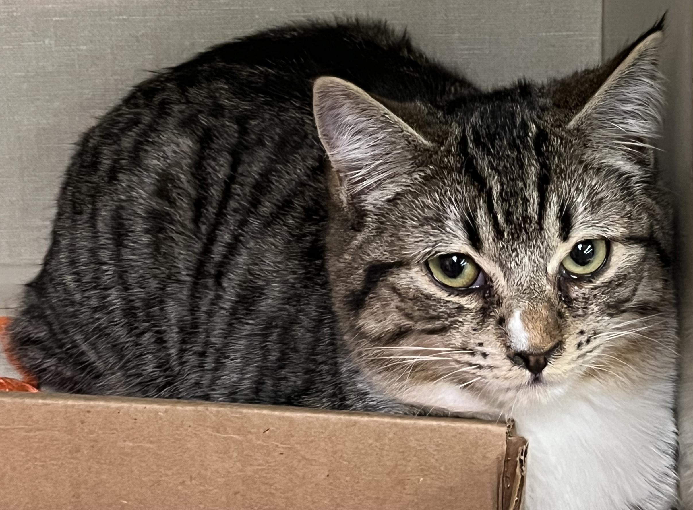 Enlarge Cage, a ADOPTABLE Tabby in Lake Oswego, OR image 1/1