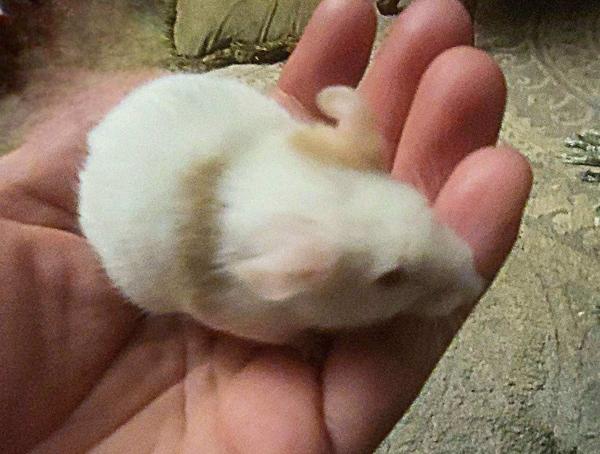 Enlarge Ben, an adopted Mouse in Woonsocket, RI image 2/3