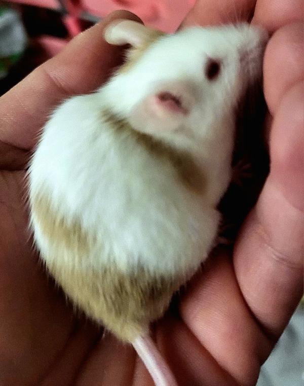 Ben, adopted, Adult Male Mouse.