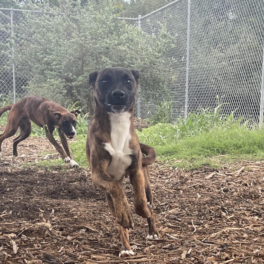 BUCK, a Adoptable mixed breed in Kyle, TX image 1/5