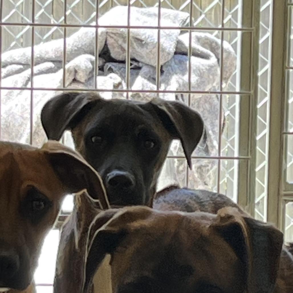 BUCK, a Adoptable mixed breed in Kyle, TX image 2/5