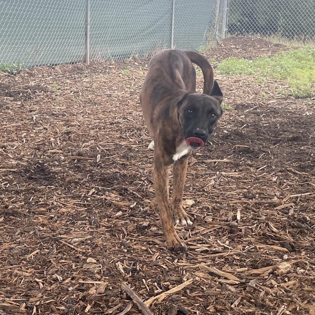 BUCK, a Adoptable mixed breed in Kyle, TX image 3/5