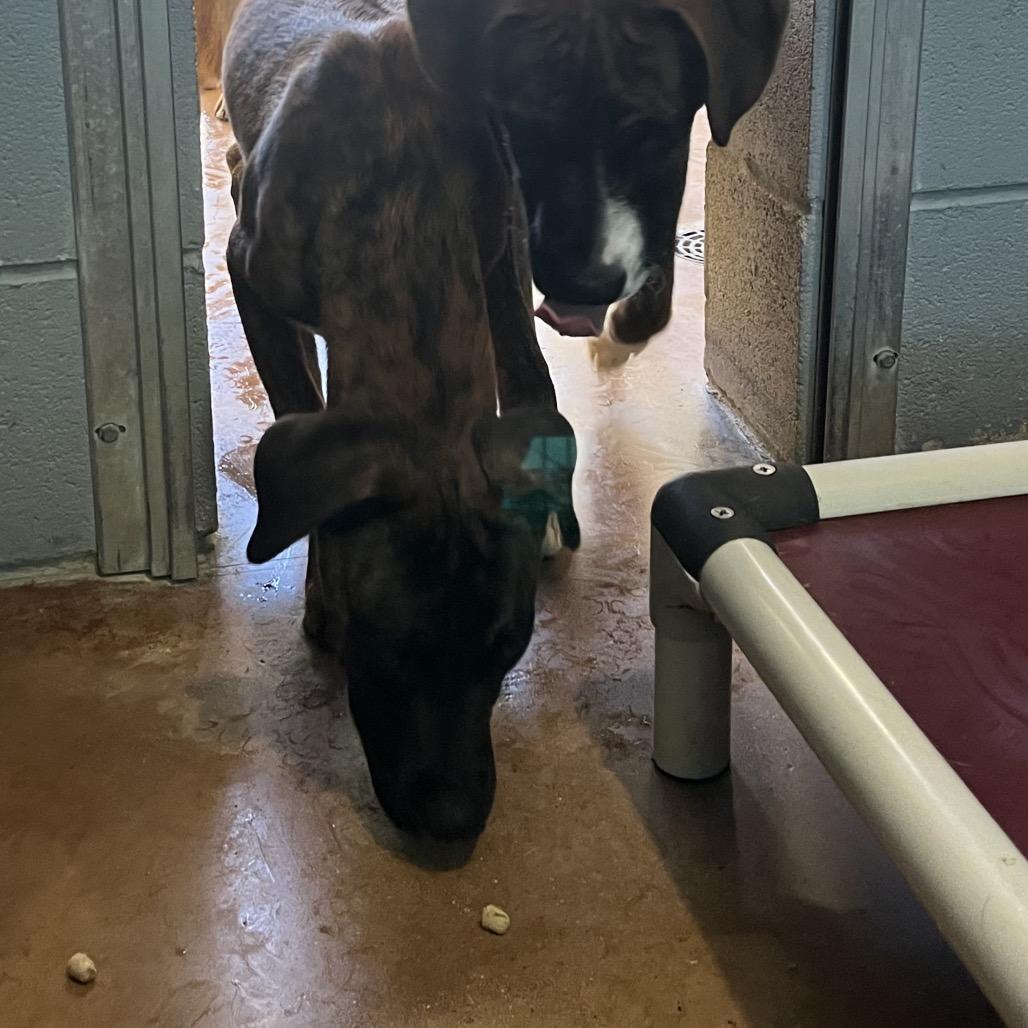 BUCK, a Adoptable mixed breed in Kyle, TX image 4/5