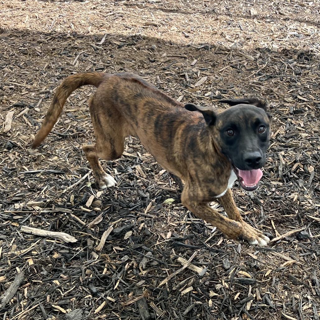 BUCK, a Adoptable mixed breed in Kyle, TX image 5/5