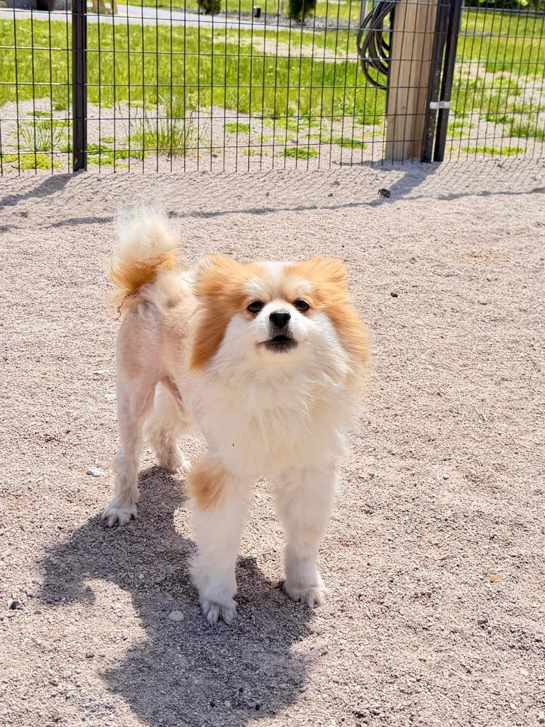 Oliver, Adoptable, Adult Male Pomeranian.