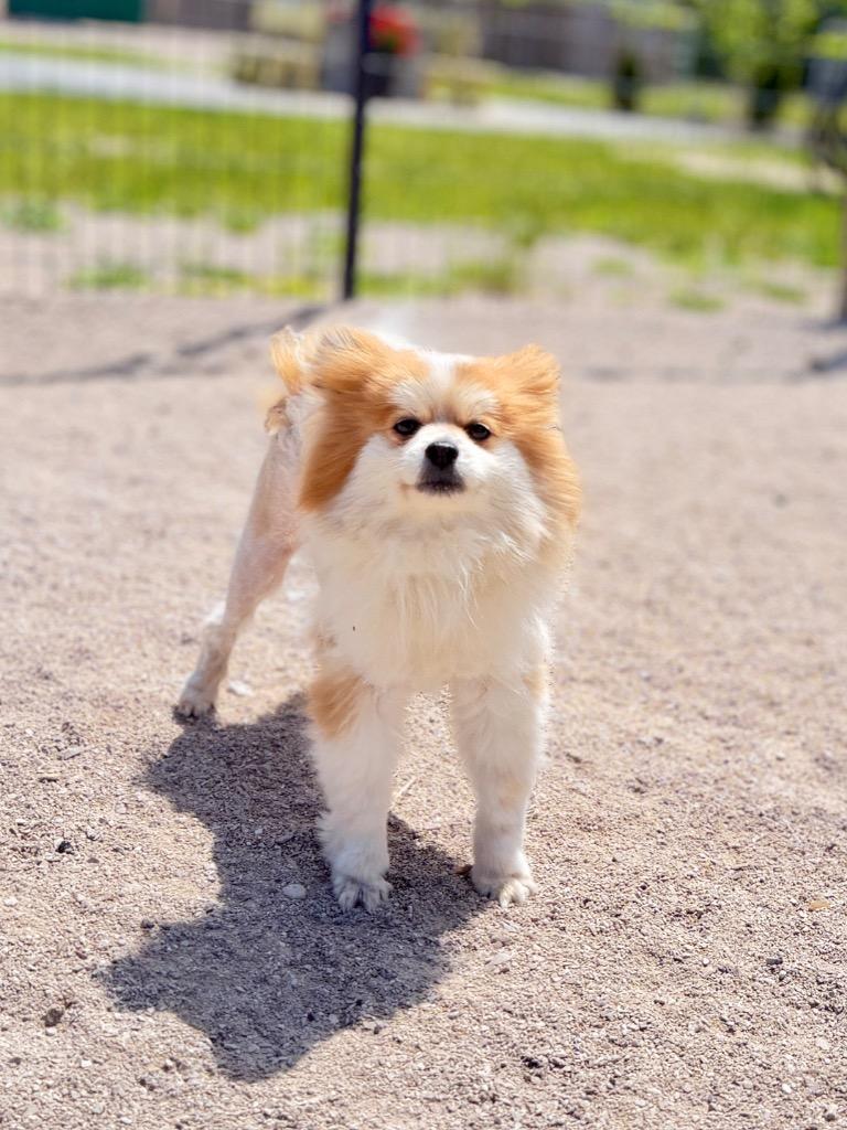 Oliver, a Adoptable Pomeranian in Muskegon, MI image 2/2