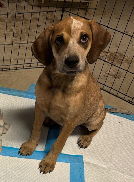 Louise, Adoptable, Adult Female Australian Cattle Dog / Blue Heeler.