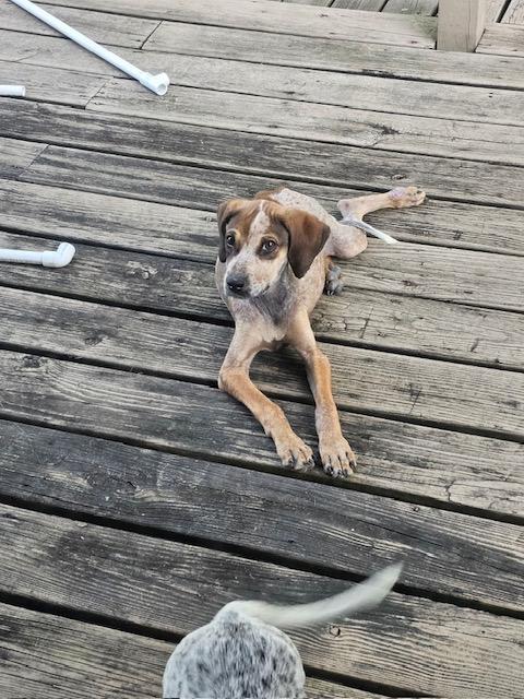 Enlarge Louise, a Adoptable mixed breed in Goodlettsville, TN image 3/6