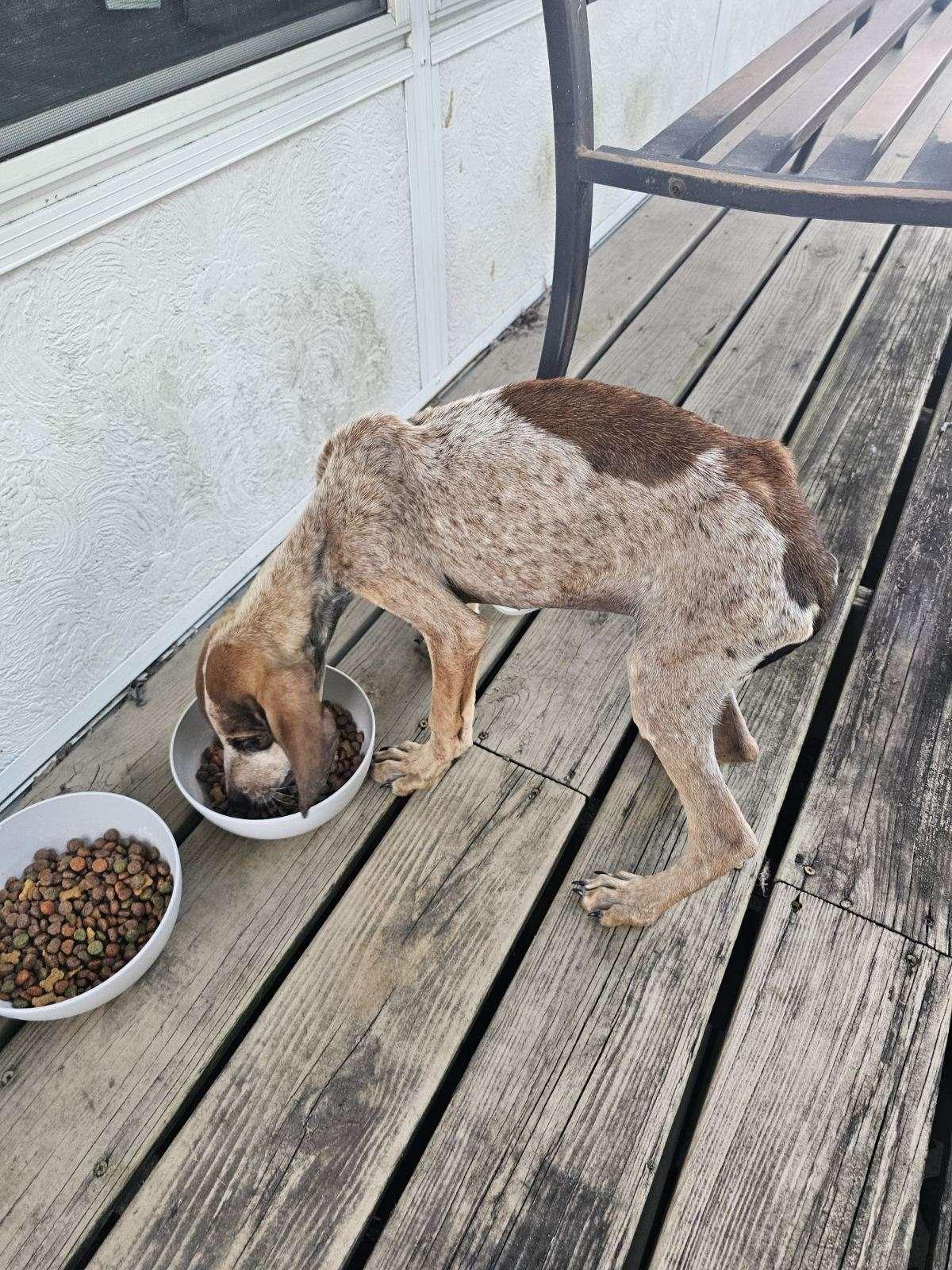 Enlarge Louise, a Adoptable mixed breed in Goodlettsville, TN image 5/6