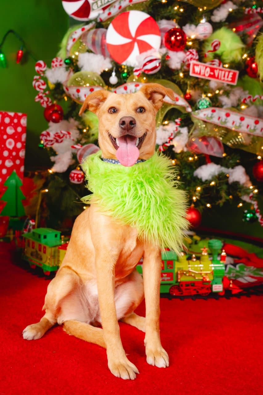 Enlarge caramel, a Adoptable mixed breed in Tijuana, BCN image 3/6