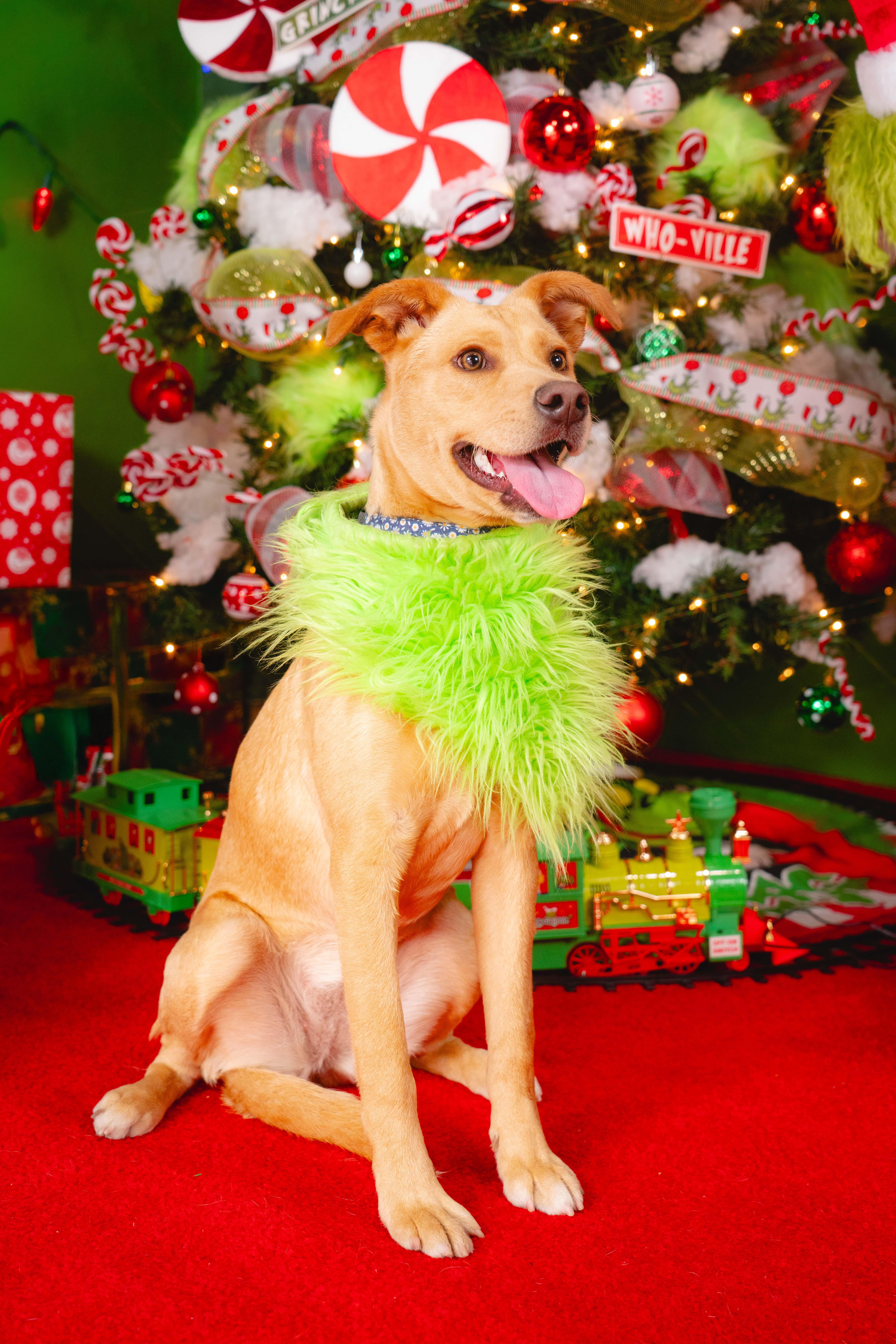 Enlarge caramel, a Adoptable mixed breed in Tijuana, BCN image 4/6