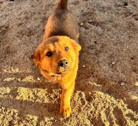 Nancy, Adopted, Puppy Female Chow Chow & Great Pyrenees.