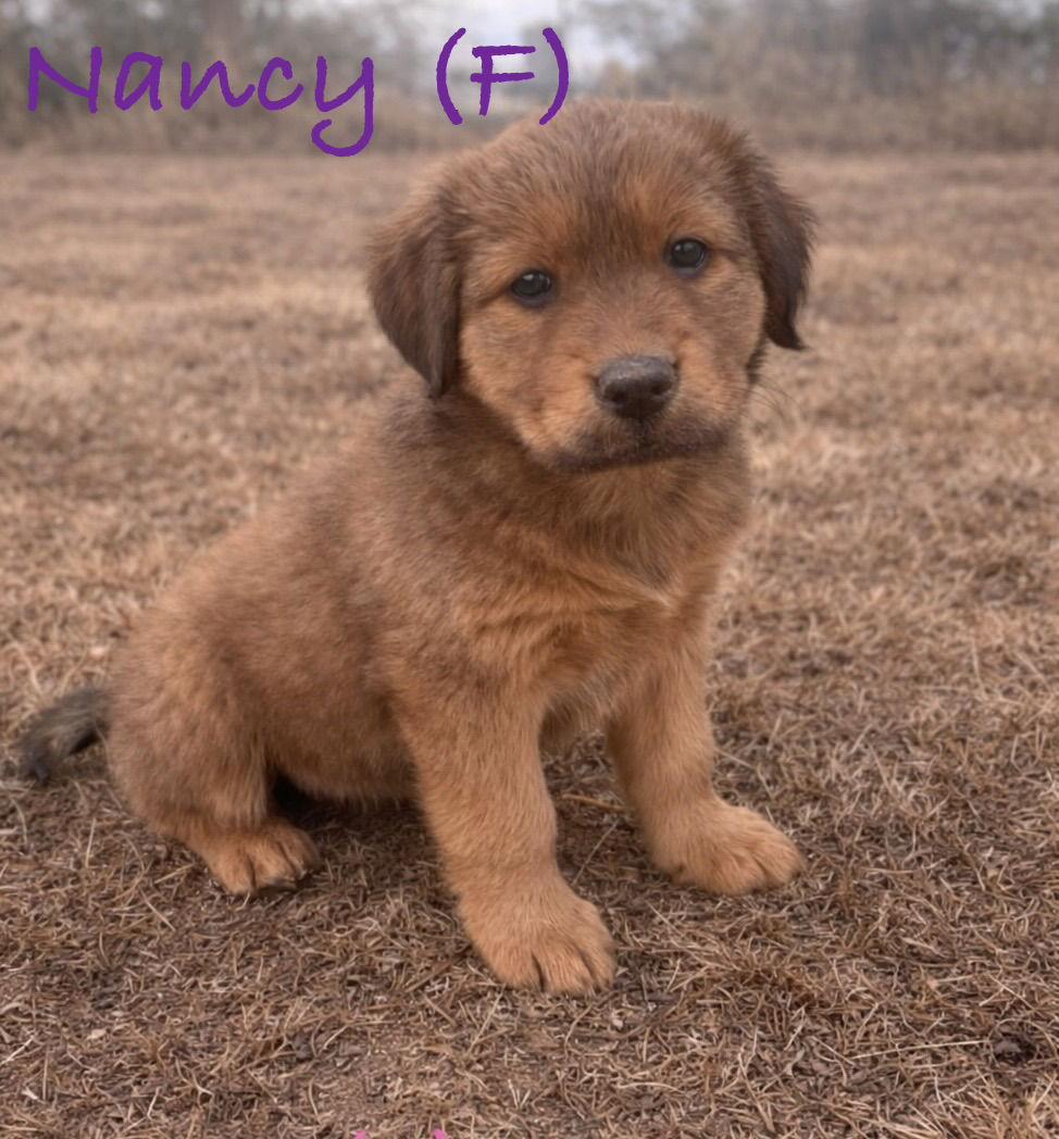 Nancy, a Adoptable mixed breed in Winter Park, CO image 1/2