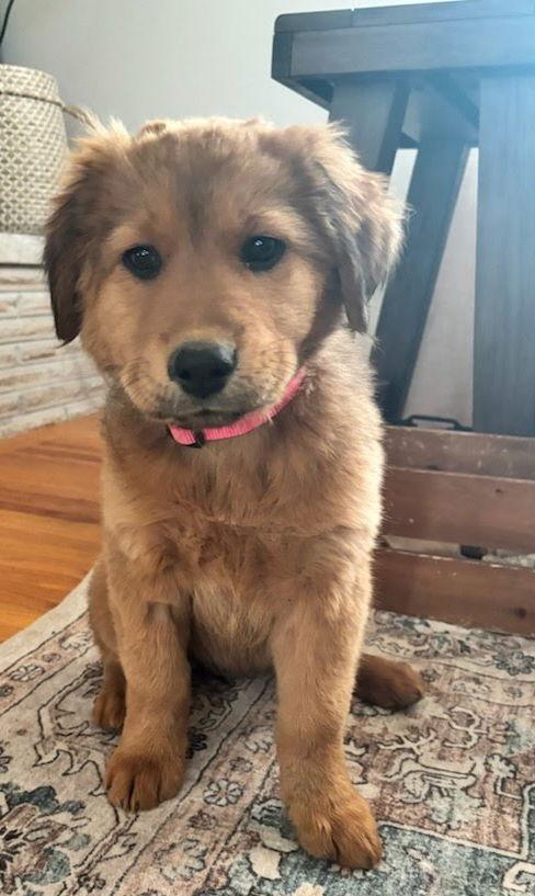 Enlarge Nancy, a Adopted mixed breed in Winter Park, CO image 3/3