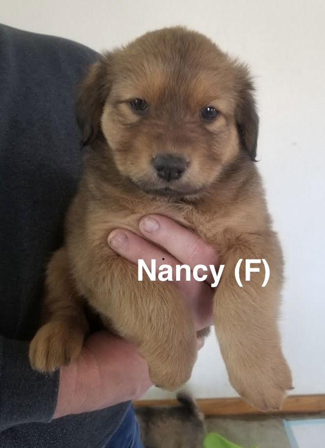 Nancy, a Adoptable mixed breed in Winter Park, CO image 2/2