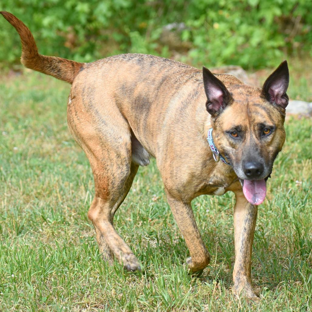 Burrow, a Adoptable Mixed Breed in Mebane, NC image 1/6