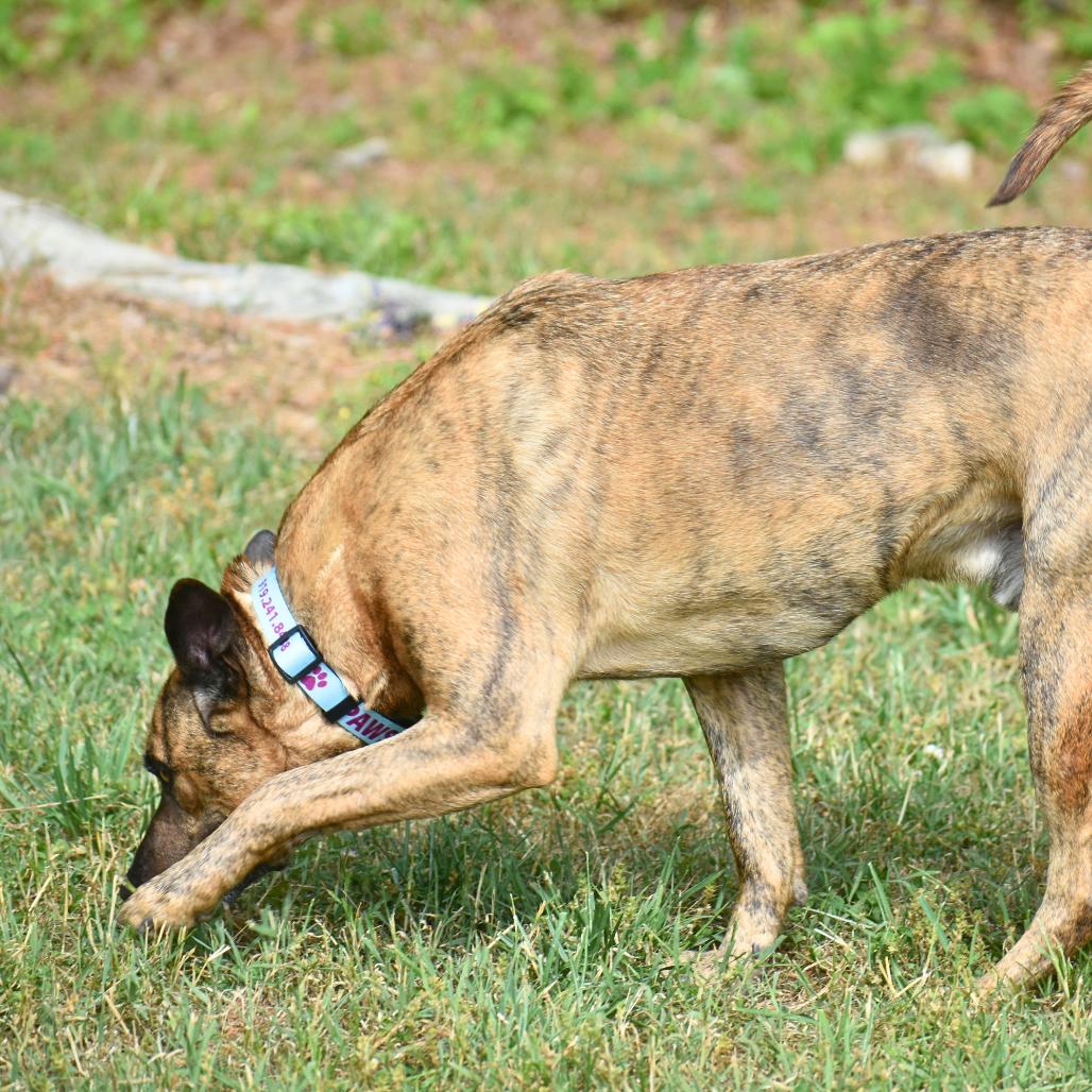 Burrow, a Adoptable Mixed Breed in Mebane, NC image 2/6