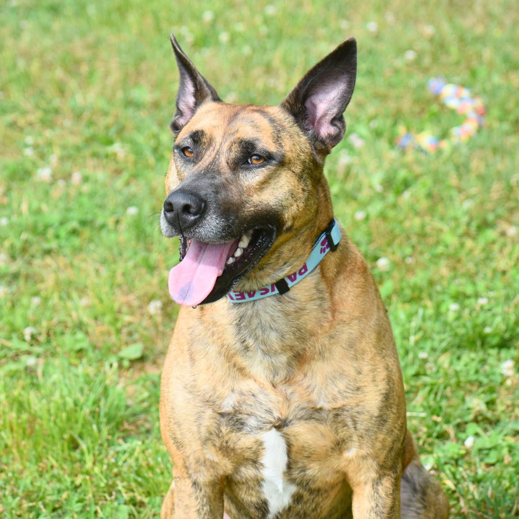 Burrow, a Adoptable Mixed Breed in Mebane, NC image 3/6
