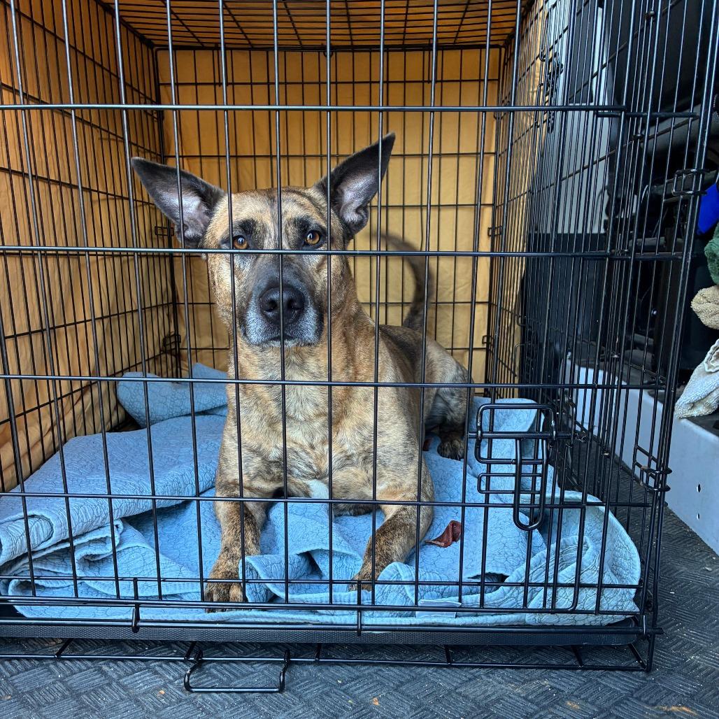 Burrow, a Adoptable Mixed Breed in Mebane, NC image 4/6