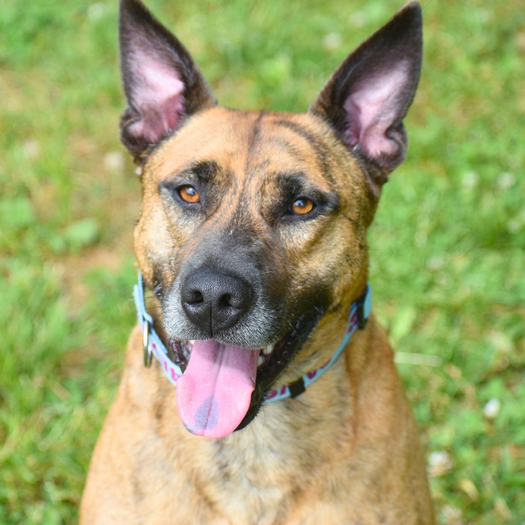 Burrow, a Adoptable Mixed Breed in Mebane, NC image 5/6