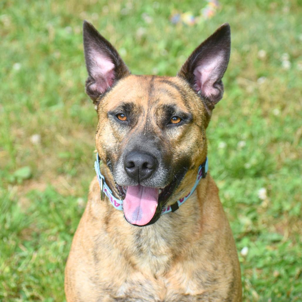 Burrow, a Adoptable Mixed Breed in Mebane, NC image 6/6