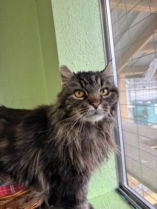 Matilda, Adoptable, Adult Female Domestic Long Hair & Domestic Short Hair.