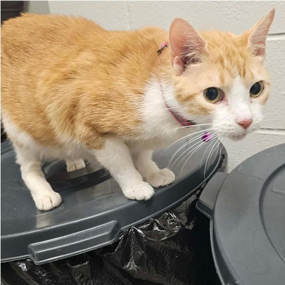 SIERRA RESCUED!, Adoptable, Senior Female Domestic Short Hair.