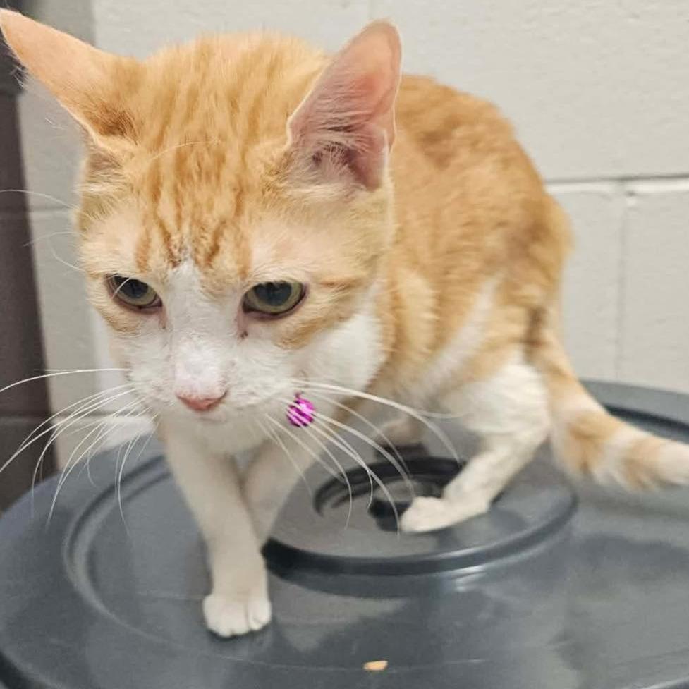 SIERRA RESCUED!, a Adoptable Domestic Short Hair in Nashville, NC image 2/2