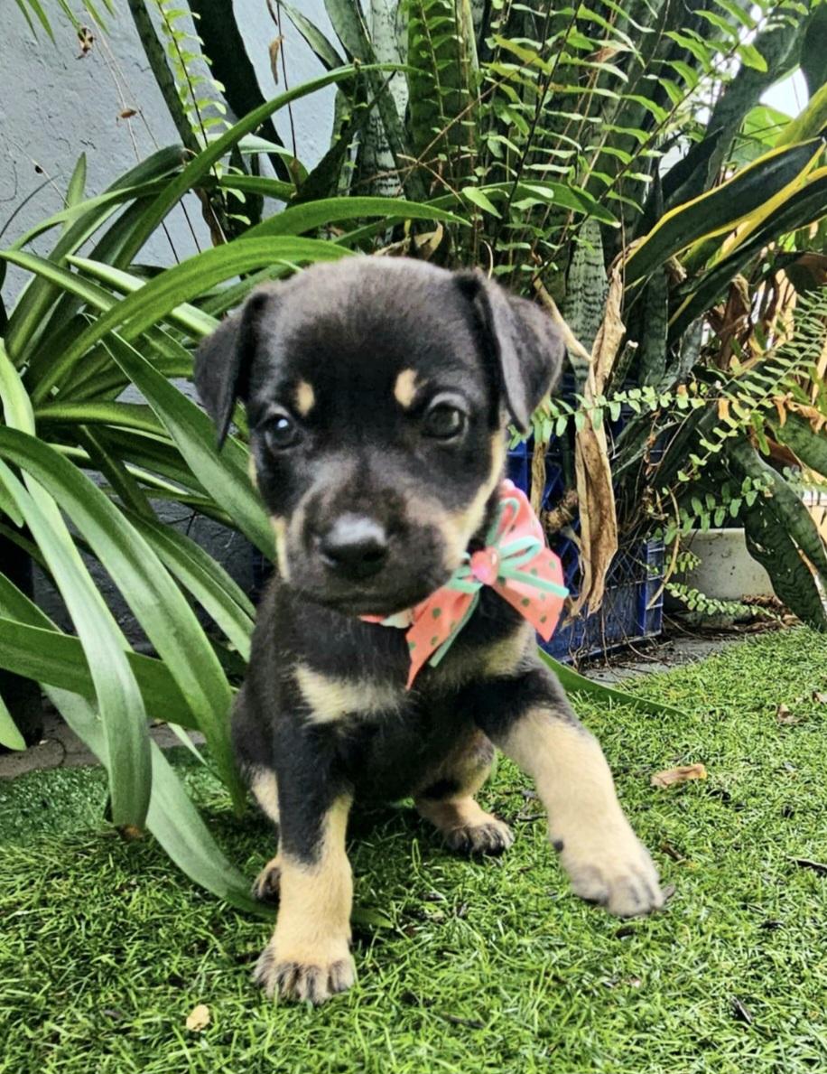 Sabana "the Hug & thumbnail 2