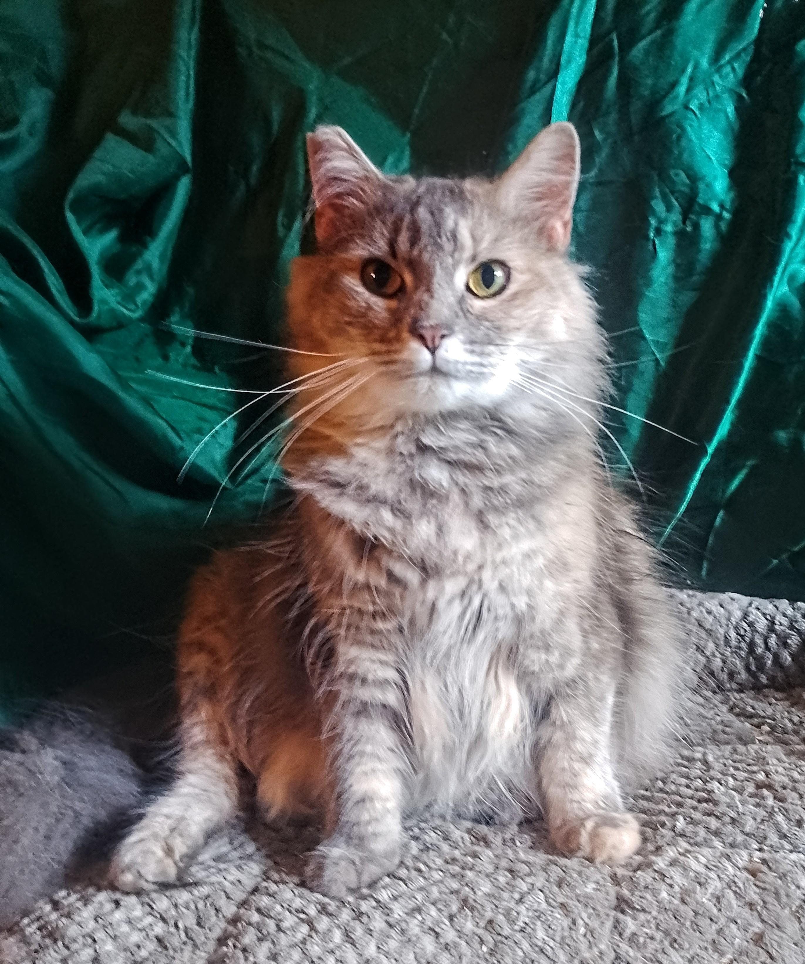 Diner Cat 537, Adoptable, Adult Female Domestic Long Hair.