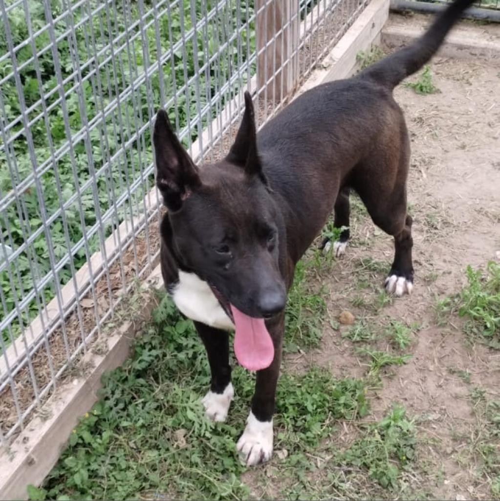 Andrea, Adoptable, Adult Female Labrador Retriever.