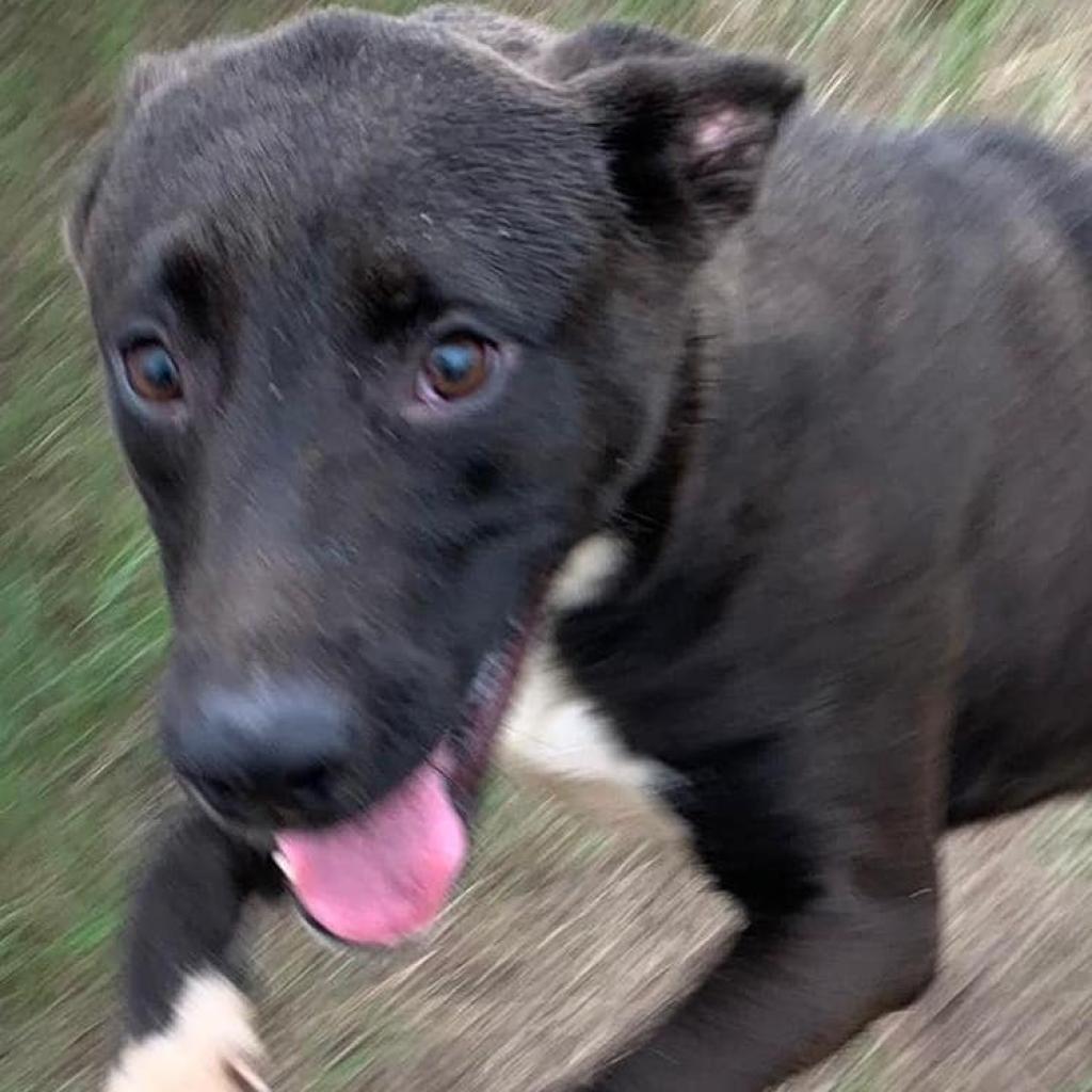 Andrea, a Adoptable mixed breed in West Islip, NY image 2/2