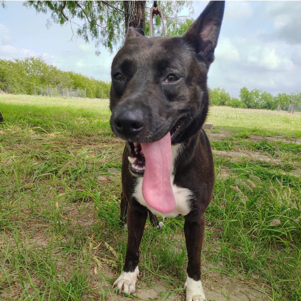 Enlarge Andrea, a Adoptable mixed breed in West Islip, NY image 2/6