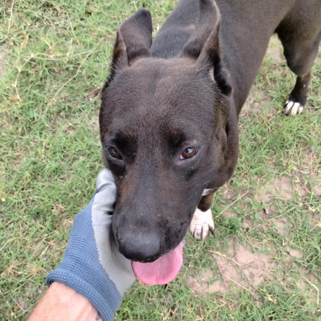 Enlarge Andrea, a Adoptable mixed breed in West Islip, NY image 3/6