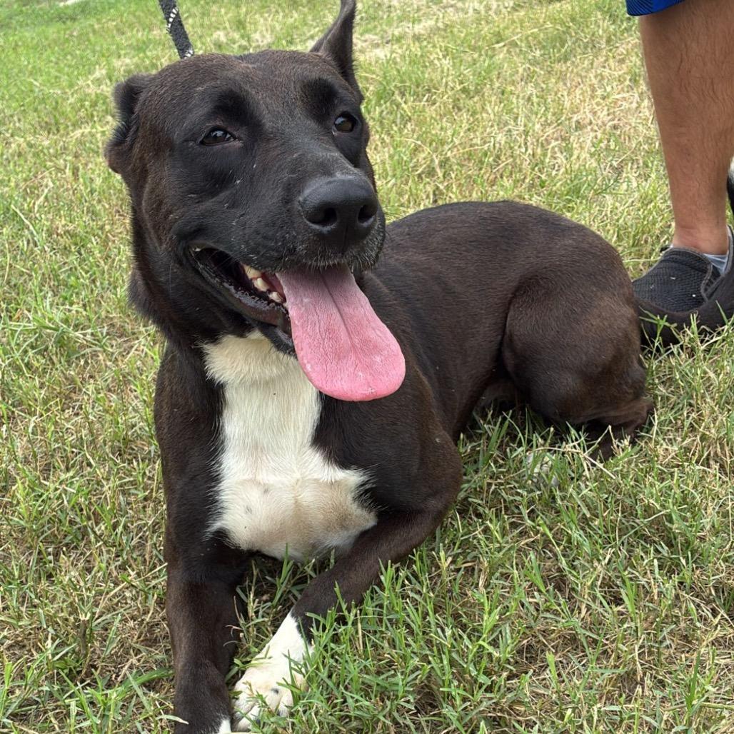 Enlarge Andrea, a Adoptable mixed breed in West Islip, NY image 4/6