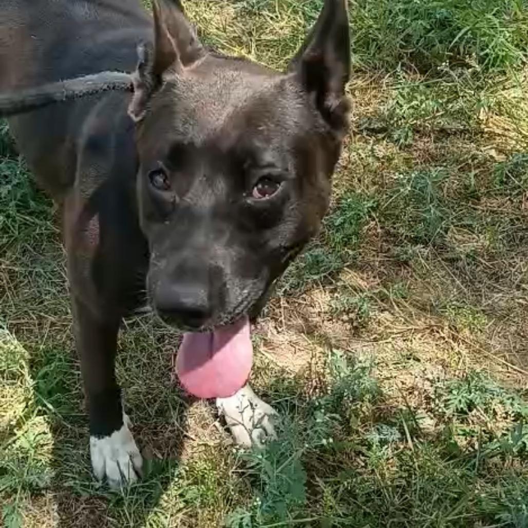 Enlarge Andrea, a Adoptable mixed breed in West Islip, NY image 5/6