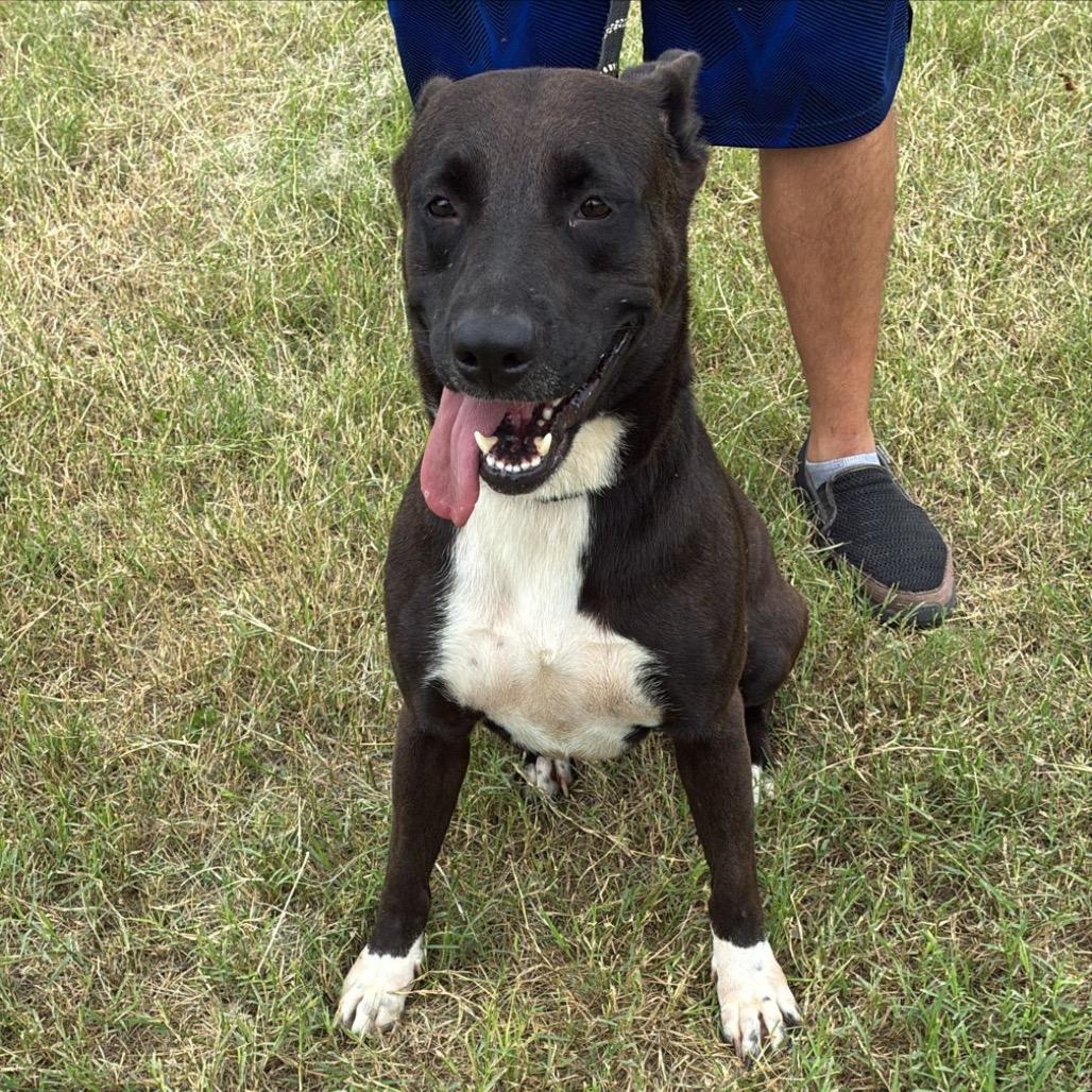 Enlarge Andrea, a Adoptable mixed breed in West Islip, NY image 6/6