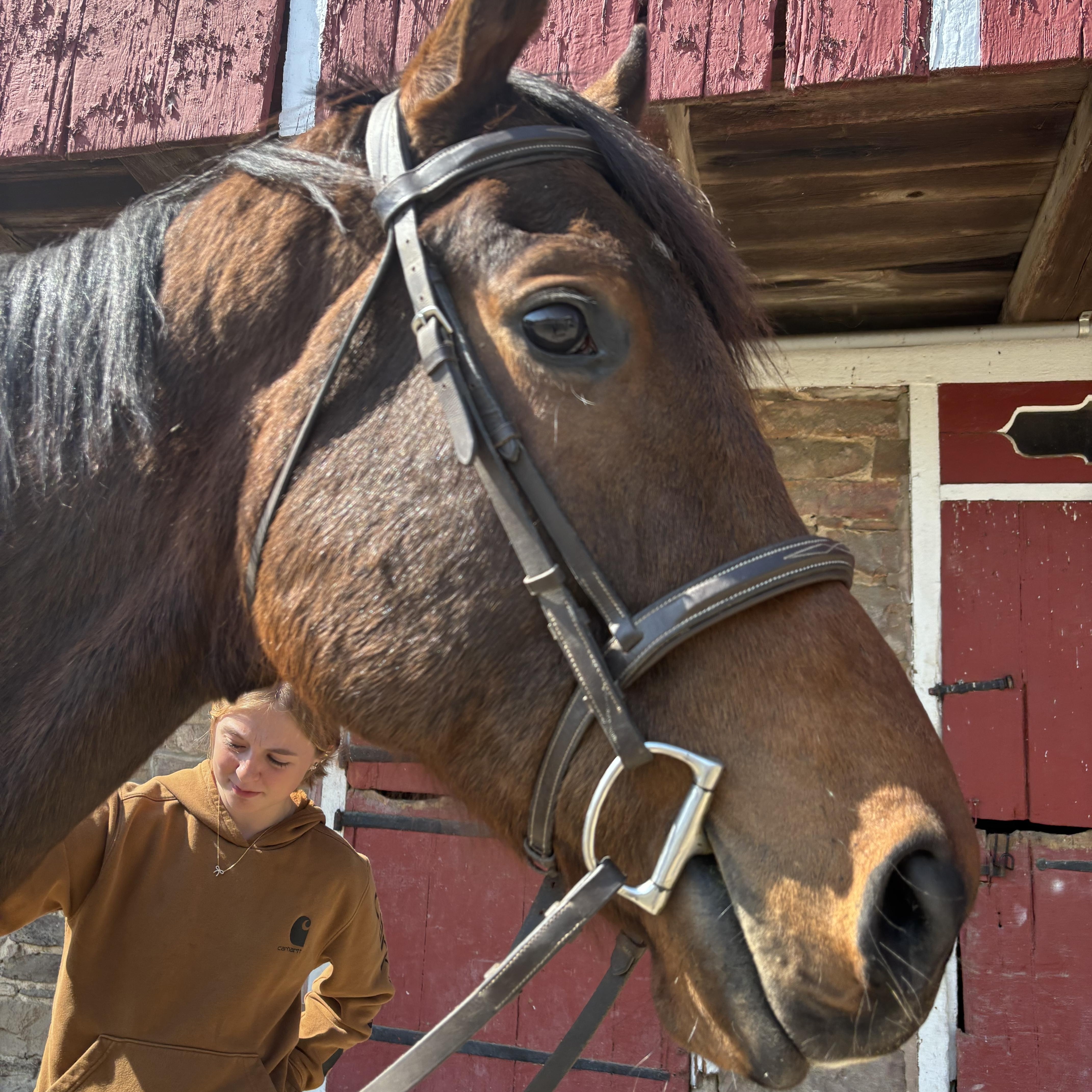 Enlarge Simon, a ADOPTABLE Thoroughbred in Perkasie, PA image 2/3