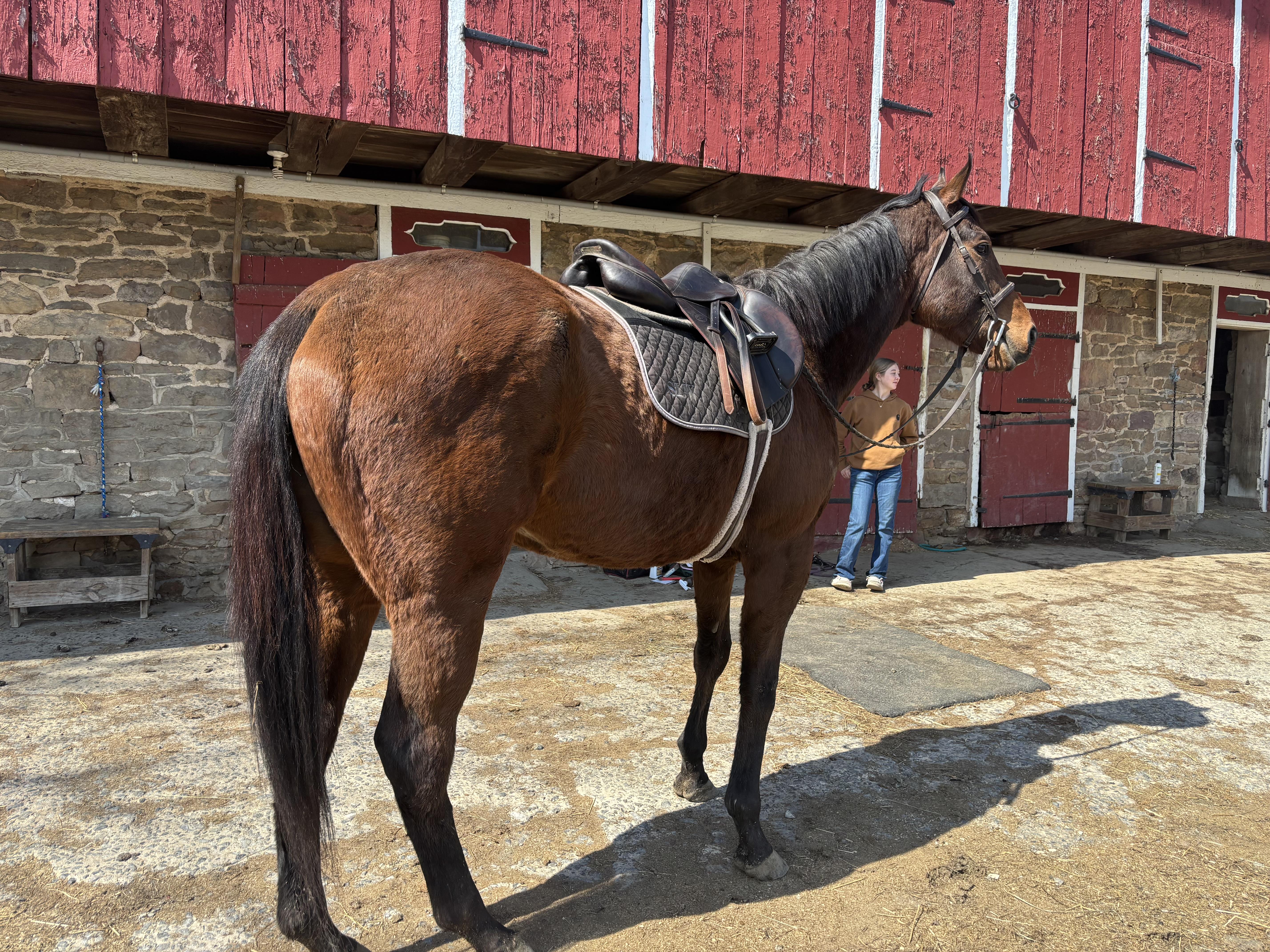 Enlarge Simon, a ADOPTABLE Thoroughbred in Perkasie, PA image 1/3