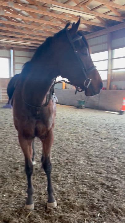 Enlarge Simon, a ADOPTABLE Thoroughbred in Perkasie, PA video 3/3