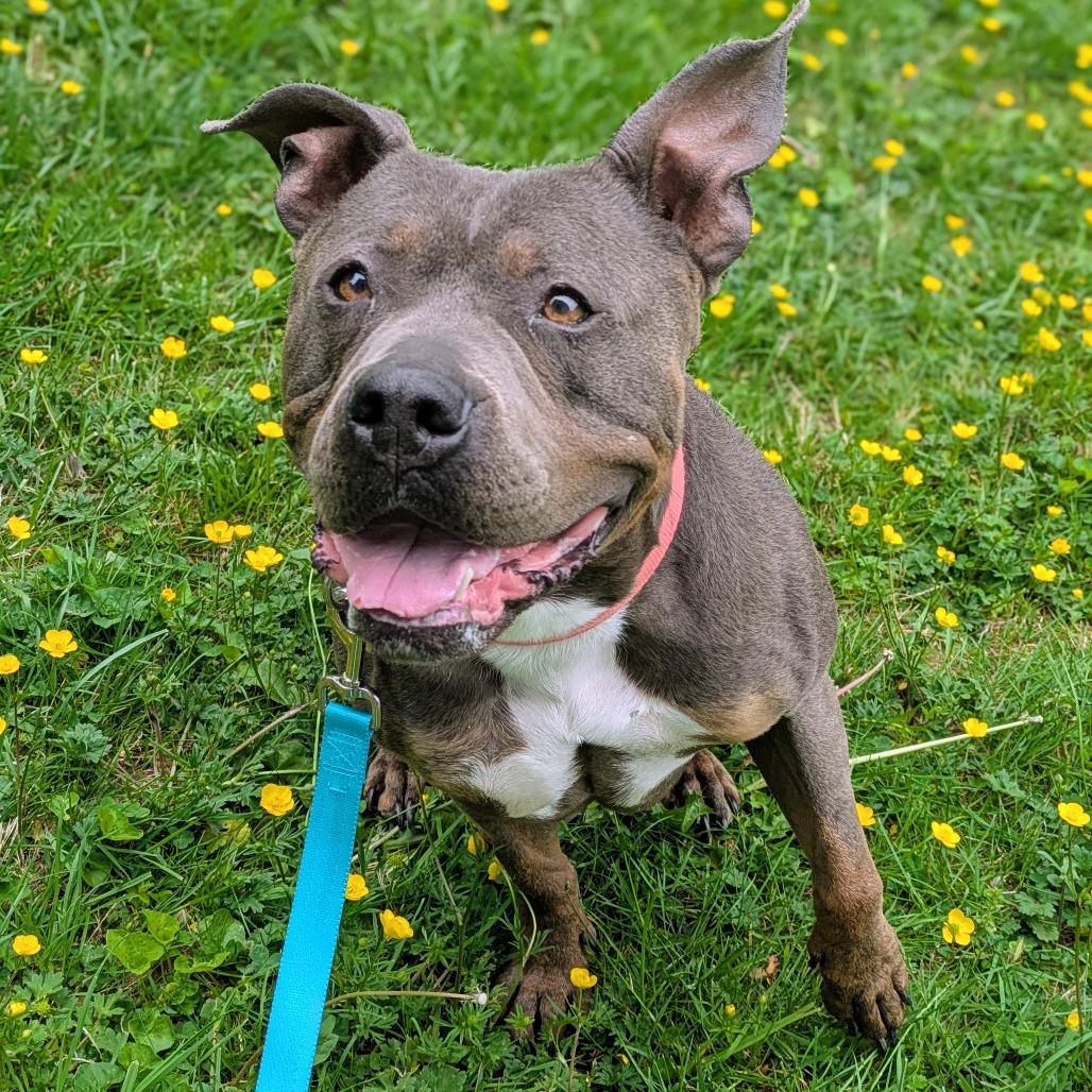 Maci Montana, Adoptable, Adult Female Pit Bull Terrier.