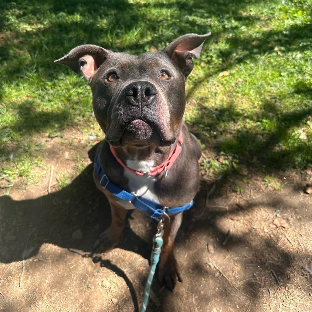 Maci Montana, a Adoptable Pit Bull Terrier in Baltimore, MD image 2/6