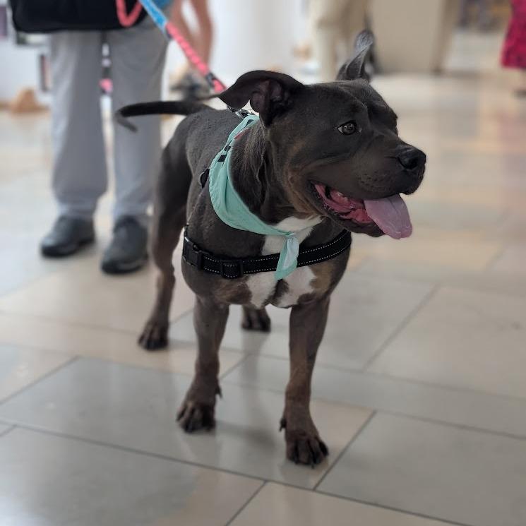 Maci Montana, a Adoptable Pit Bull Terrier in Baltimore, MD image 3/6