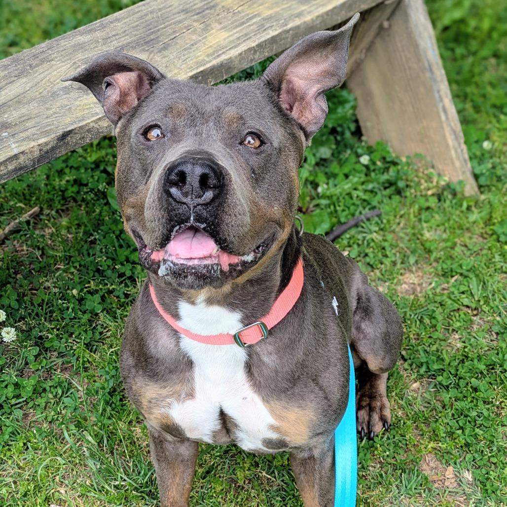 Maci Montana, a Adoptable Pit Bull Terrier in Baltimore, MD image 4/6
