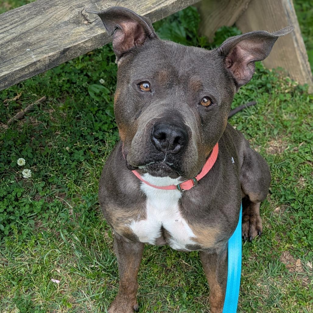 Maci Montana, a Adoptable Pit Bull Terrier in Baltimore, MD image 5/6