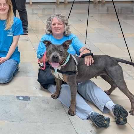 Maci Montana, a Adoptable Pit Bull Terrier in Baltimore, MD image 6/6