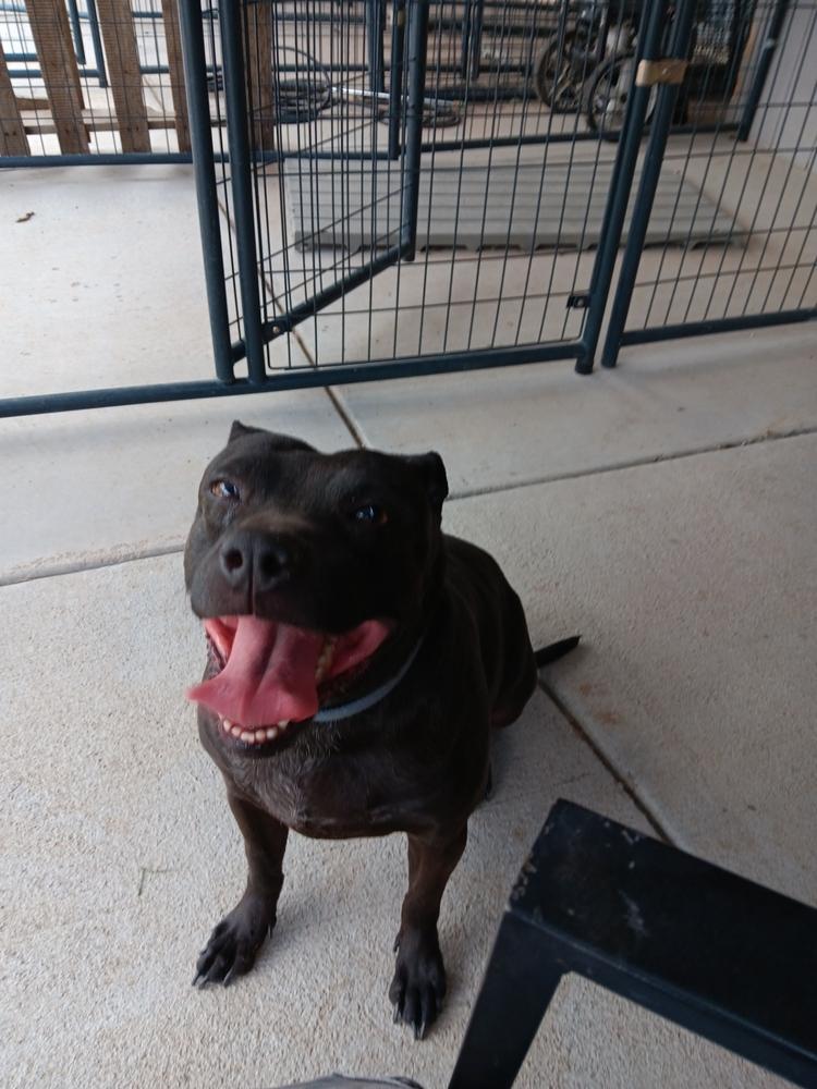 Enlarge Brush mom, a Adoptable mixed breed in Fort Lupton, CO image 1/2