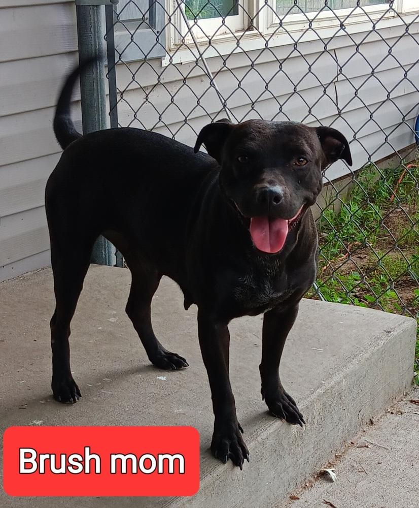 Enlarge Brush mom, a Adoptable mixed breed in Fort Lupton, CO image 2/2