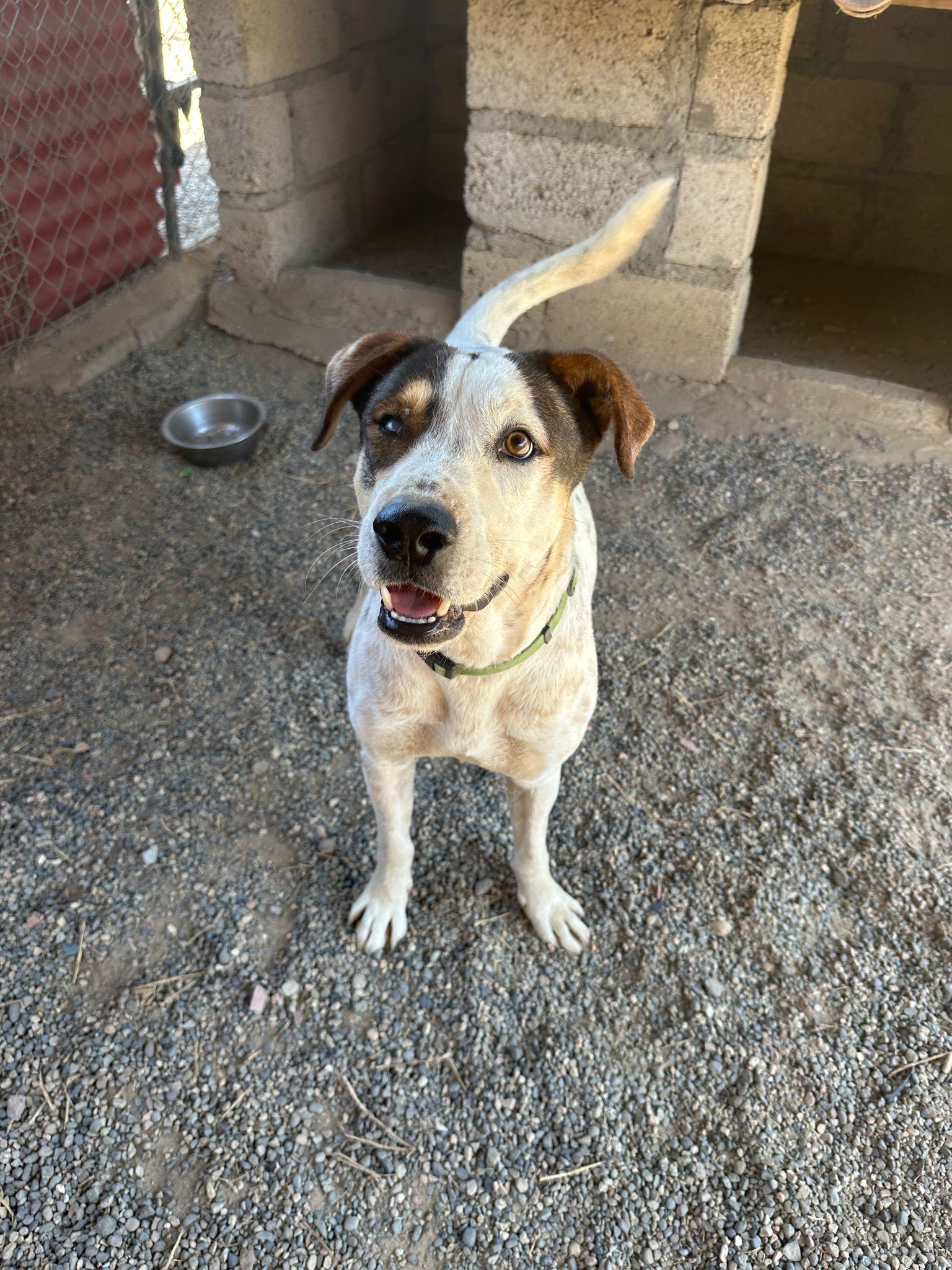 Enlarge Yuri & Ronin, a Adoptable Mixed Breed in Comox, BC image 2/6